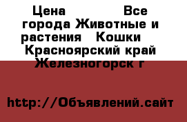 Zolton › Цена ­ 30 000 - Все города Животные и растения » Кошки   . Красноярский край,Железногорск г.